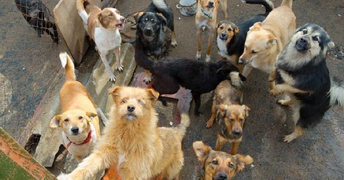 Bari, la storia di Occhi randagi: �Combattiamo contro gli "accumulatori di cani"�